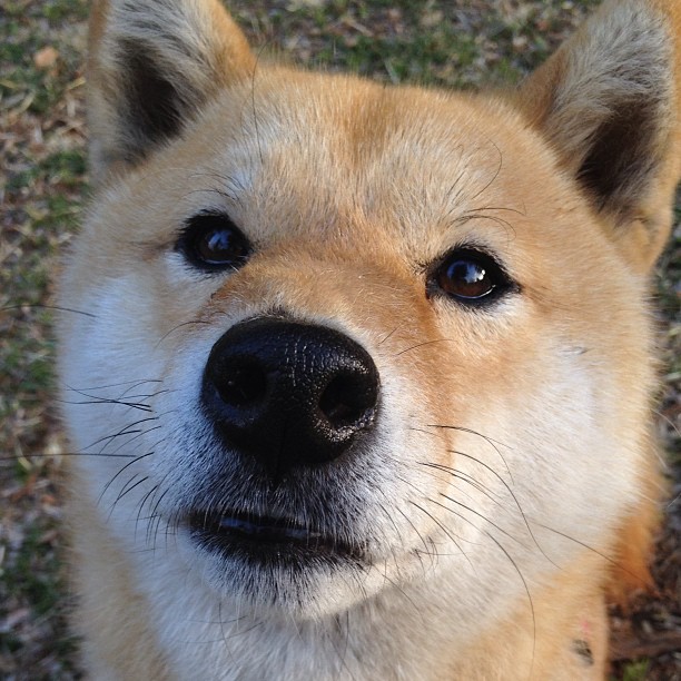 伊布一锤定音，尼日利亚生死战力克摩洛哥，书写非洲杯传奇